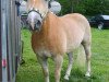 horse Stuart (Haflinger, 2002, from Sterzinger (12,5% ox))