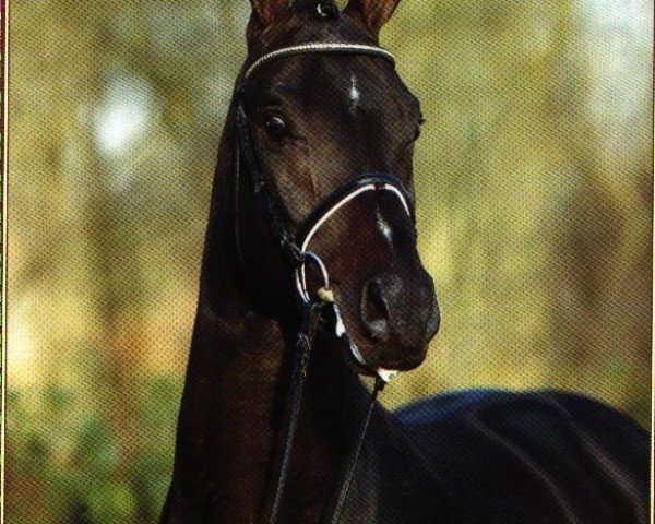 dressage horse Samarant (Hanoverian, 2001, from Sandro Hit)