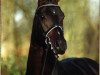stallion Samarant (Hanoverian, 2001, from Sandro Hit)