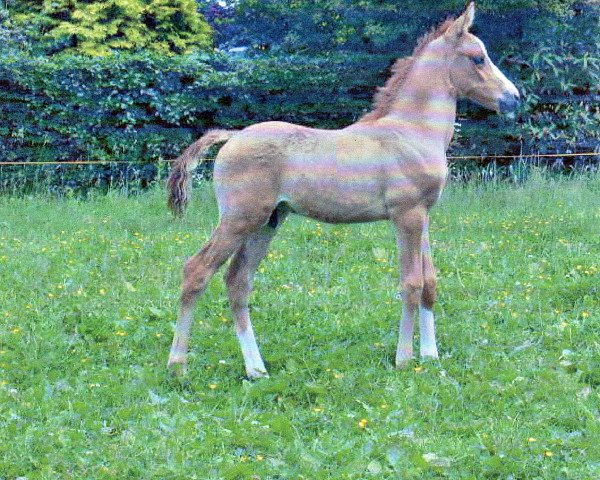 dressage horse Brantops Daiquiri (German Riding Pony, 2002, from FS Don't Worry)