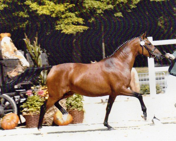 broodmare FS Chiquita (German Riding Pony, 2003, from FS Champion de Luxe)