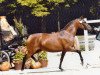 broodmare FS Chiquita (German Riding Pony, 2003, from FS Champion de Luxe)