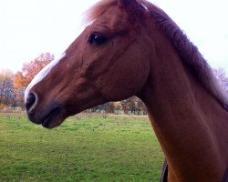 Springpferd Condor (Deutsches Reitpony, 2002, von Conde)