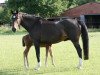 broodmare Cheyenne 23 (Holsteiner, 1986, from Calimero)