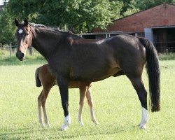 broodmare Cheyenne 23 (Holsteiner, 1986, from Calimero)