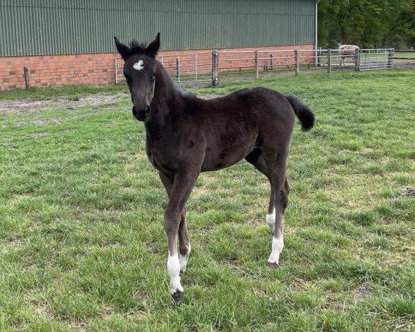 dressage horse Stute von Despacito / Bon Coeur (Hanoverian, 2022, from Despacito 16)