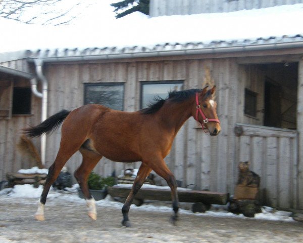 Springpferd Con-Chicco (Deutsches Sportpferd, 2012, von Cyrano de Bergerac)