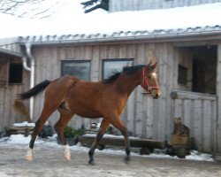 Springpferd Con-Chicco (Deutsches Sportpferd, 2012, von Cyrano de Bergerac)