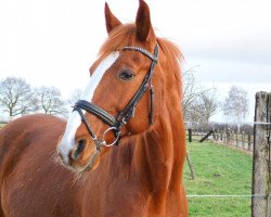 horse Ideal November (French Trotter, 1995, from Ideal du Gazeau (FR))