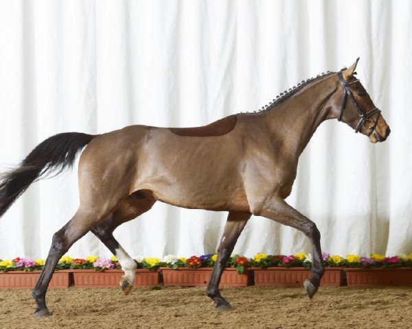 dressage horse Barony (Württemberger, 2010, from Bonifatius)