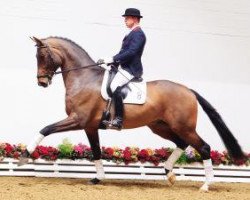 dressage horse Desigual (Oldenburg, 2008, from Desperados FRH)