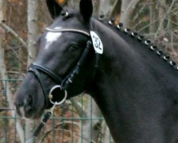 stallion Top Berlin (German Riding Pony, 2009, from Top Balino)