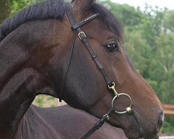 dressage horse Reliance 2 (Oldenburg, 2006, from Rohdiamant)