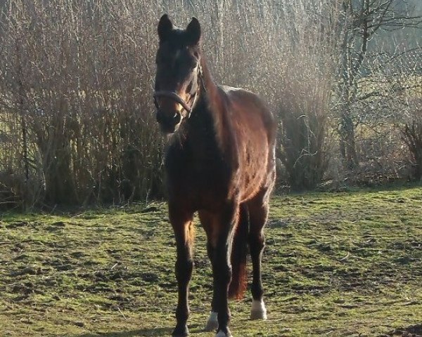 Zuchtstute Bardina (Mecklenburger, 2002, von Bastian)