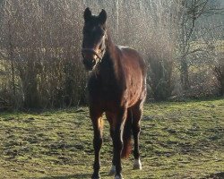 broodmare Bardina (Mecklenburg, 2002, from Bastian)