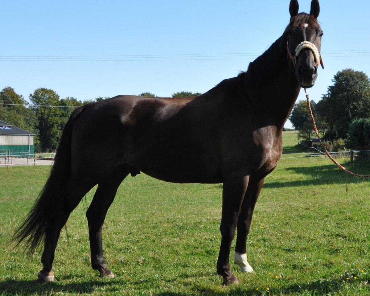 dressage horse Dublin (Westphalian, 2001, from Dream of Heidelberg I)