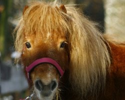 Pferd Horsy (Shetland Pony (unter 87 cm), 1986)