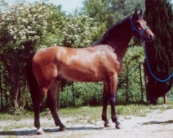Springpferd Calland Z (Zangersheide Reitpferd, 1996, von Calvin Z)