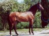 Springpferd Calland Z (Zangersheide Reitpferd, 1996, von Calvin Z)