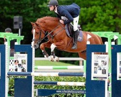 jumper Giamo Musterd (KWPN (Royal Dutch Sporthorse), 2011, from Bustique)