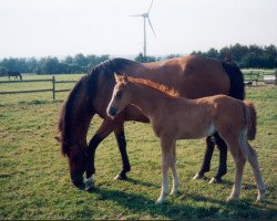 Zuchtstute Latina-Z (Deutsches Reitpferd, 1990, von Landlord Z)