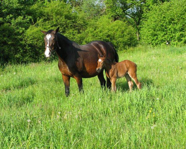 broodmare Ricca (Westphalian, 1993, from Ribbeck)