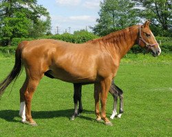 broodmare Shima (Hanoverian, 1993, from Spartan)