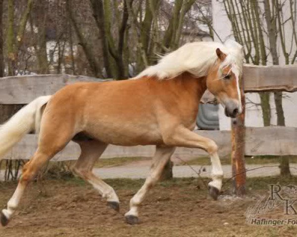 Pferd Martini (Haflinger, 2008, von Maifürst)