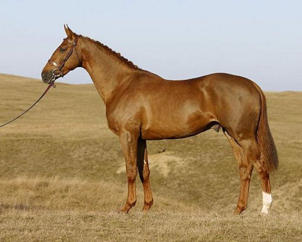 stallion Maloubet de Pleville (Selle Français, 2000, from Baloubet du Rouet)