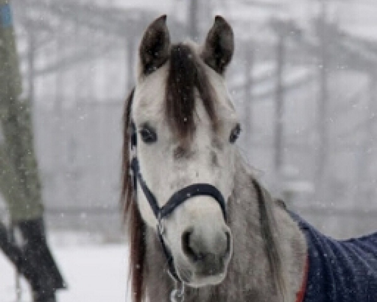 horse Zuma ox (Arabian purebred, 2010, from Haytham Albadeia EAO)