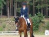 dressage horse Lauries Lillebror (Hanoverian, 2003, from Lauries Crusador xx)