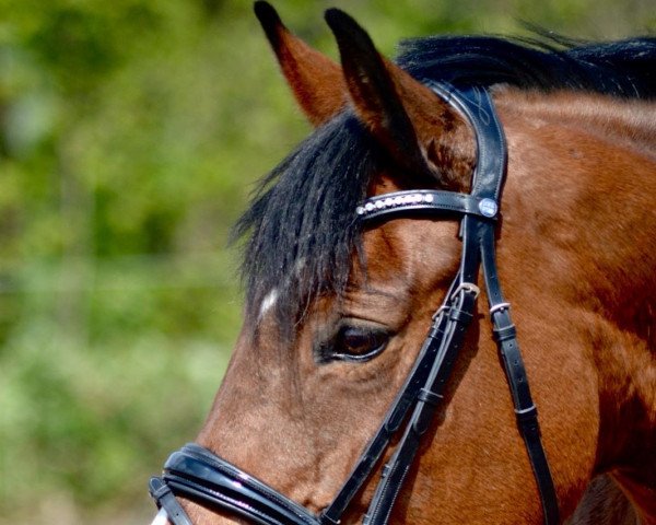 Dressurpferd Valley View Little Lady (Irish Sport Horse, 2010)