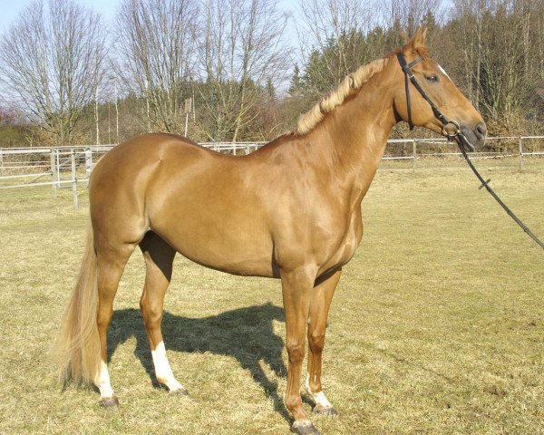 horse Chamade xx (Thoroughbred, 1990, from Rocket xx)