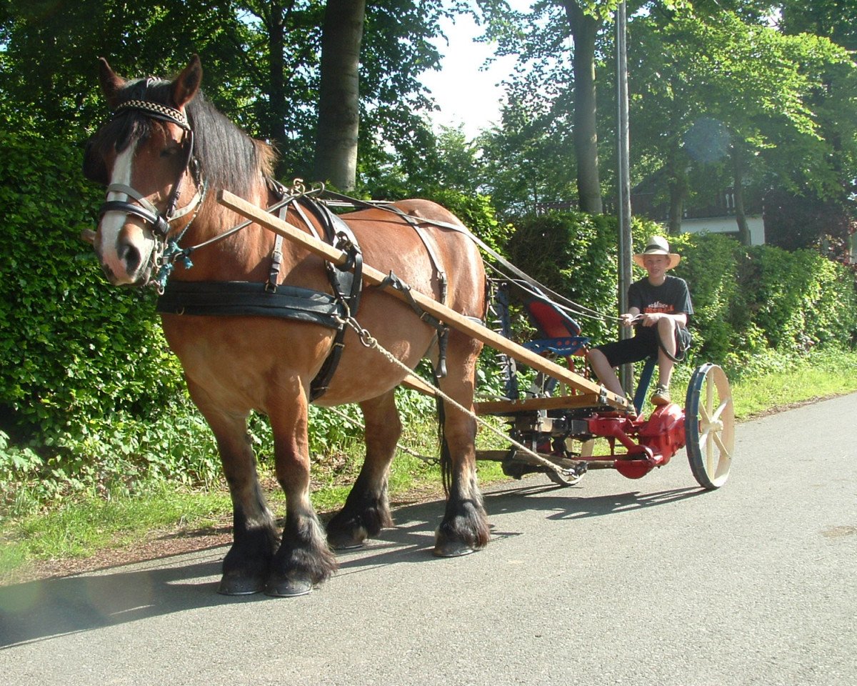 Zuchtstute Fauvette (Rheinisch-Deutsches Kaltblut, 1994, von Albin van het Eendenhof)