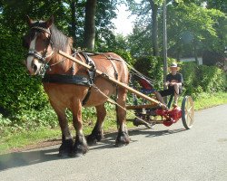 broodmare Fauvette (Rhenish-German Cold-Blood, 1994, from Albin van het Eendenhof)