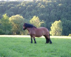 broodmare Havanna (Rhenish-German Cold-Blood, 1999, from Herzensdieb)