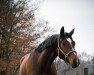 dressage horse Fancy Franzi (Oldenburg, 2017, from Franziskus FRH)