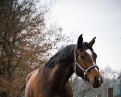 dressage horse Fancy Franzi (Oldenburg, 2017, from Franziskus FRH)