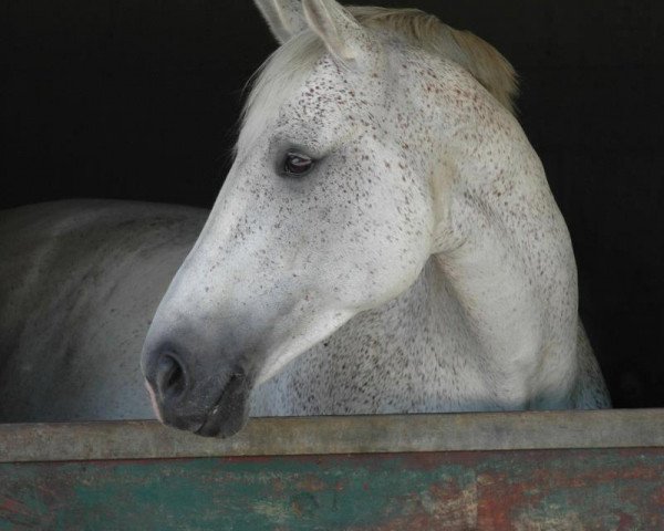 horse Emotion Love (Rhinelander, 2002, from Entree)