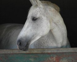 dressage horse Emotion Love (Rheinländer, 2002, from Entree)