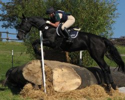 dressage horse Everybodys Darling AA (Anglo-Arabs, 1999, from Emetyt AA)