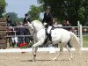 Pferd Scarlett-Grainne (Deutsches Reitpony, 1999, von Blue Stone Swing Boy)