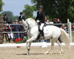 horse Scarlett-Grainne (German Riding Pony, 1999, from Blue Stone Swing Boy)