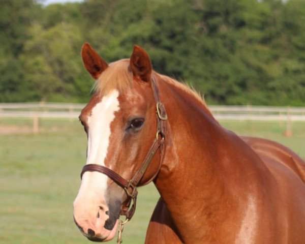 broodmare Summer (KWPN (Royal Dutch Sporthorse), 1999, from Sable Rose)