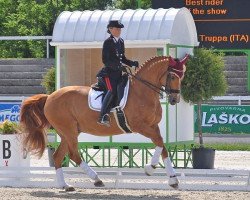 dressage horse Fixdesign Chablis (Danish Warmblood, 1997, from Castro)