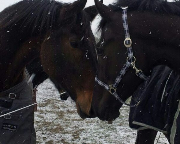 dressage horse Erasmus T (KWPN (Royal Dutch Sporthorse), 2009, from Sorento OLD)