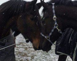 Pferd Erasmus T (KWPN (Niederländisches Warmblut), 2009, von Sorento OLD)