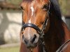 dressage horse Sammy de Luxe (Hanoverian, 2007, from Summer Hit)