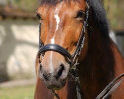 dressage horse Sammy de Luxe (Hanoverian, 2007, from Summer Hit)