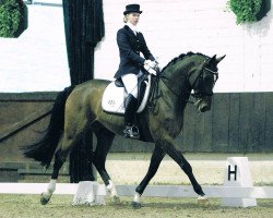 dressage horse Robby 243 (Westphalian, 2003, from Rockwell)